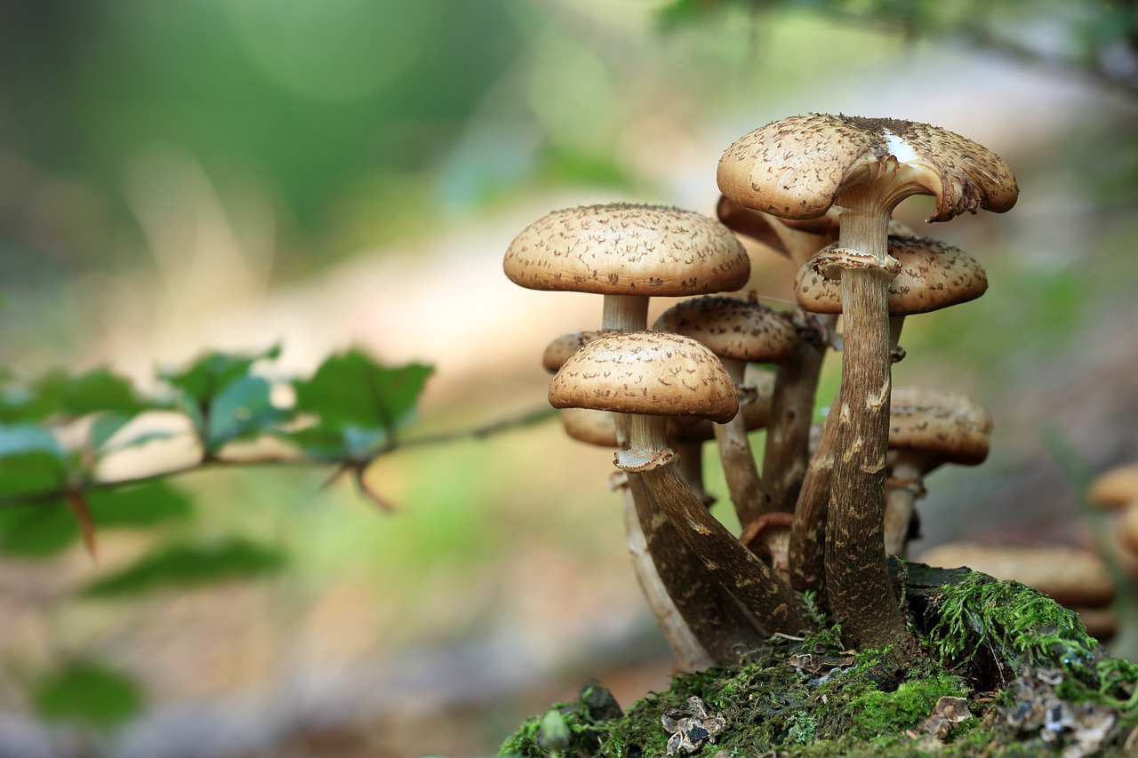 mushrooms-548360_1280.jpg