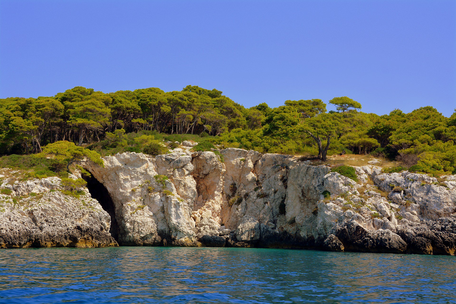 carbon sea cliff trees
